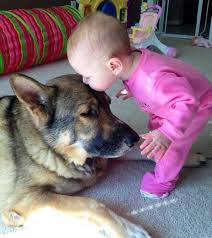 imgur com animals for kids animals cute animals