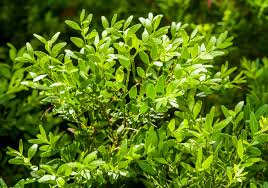 Container plants for full sun and heat south africa. 6 Trees Ideal For Containers Sa Garden And Home