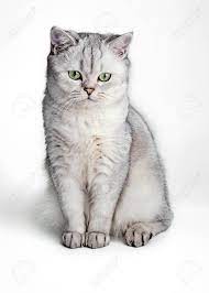 The british shorthair is the pedigreed version of the traditional british domestic cat, with a distinctively stocky body, dense coat, and broad face. Portrait Of Gray British Shorthair Cat Isolated On White Background Stock Photo Picture And Royalty Free Image Image 115501773