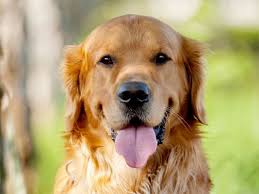 golden retriever exercise needs Golden Retriever Exercise Needs: Daily Activity Guide