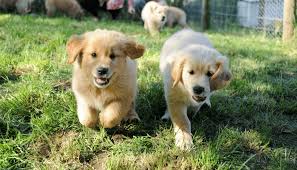 Meet 'forest', a golden retriever puppy who was born green. Golden Retrievers Finmaw Farm