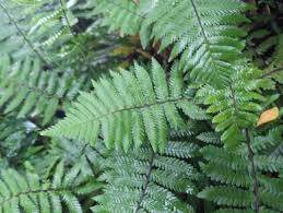 Image result for Arthropteris orientalis