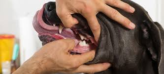 Maybe you would like to learn more about one of these? Pet Dentistry Orlando Michigan St Animal Hospital