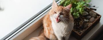 Why do some cats get aggressive when there's food around? Aggression In Cats Causes Symptoms Pet Side