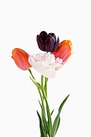 Still life bouquet artificial rose flowers red, pink yellow in glass vase on blue background. Blumenstrauss Vor Weissem Hintergrund Nahaufnahme Stockfoto