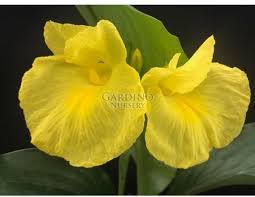 Image result for Siphonochilus kirkii - yellow-flowered form