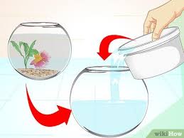 These fish aquarium betta comprise of products such as artificial plants, fishes, jellyfishes, stones, ferns, toy divers, and many more. How To Care For A Betta Fish In A Vase With Pictures Wikihow Pet