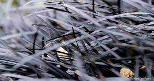 It grows as neat, slowly spreading, 4 tufts of ¼ wide, sweetly fragrant, straplike leaves. Black Mondo Grass Care Tips Growing Ophiopogon Planiscapus