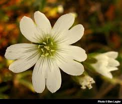 Image result for Cerastium indicum