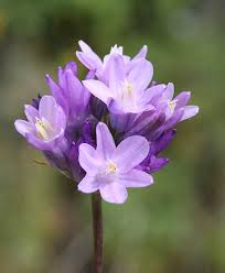 Image result for Stenostelma capense