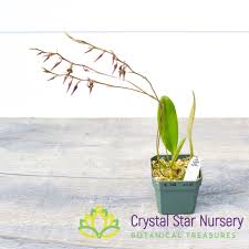 Image result for Bulbophyllum saltatorium