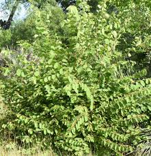 Image result for Grewia retinervis