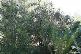 Image result for Rothmannia globosa