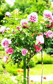 This is also how i move a rose at the height of summer. 5 Tips For Pruning Roses Like A Pro Gardener S Path