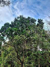 Image result for Anthocleista grandiflora