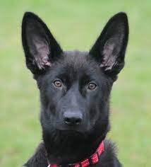 Our guide to effectively training a puppy. New Discoveries Dog Training Serving Campbell River And Comox Valley Welcome