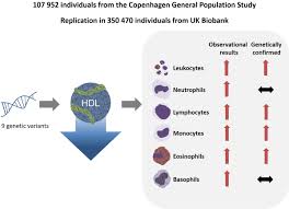 See full list on differencebetween.com Low High Density Lipoprotein Cholesterol And High White Blood Cell Counts Arteriosclerosis Thrombosis And Vascular Biology
