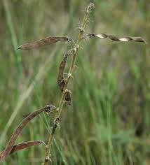 Image result for Tephrosia burchellii