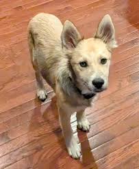 Looking for Dog Sitters in Durango or Lemon Reservoir