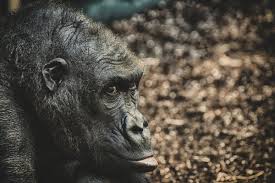 صور تحتوي غوريلا حيوان فروي آكل النبات والحيوان صورة قرد With Images Monkey Animals Gorilla