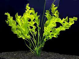 Padahal air asin ini dapat membahayakan kehidupan tumbuhan, lo! 10 Jenis Tanaman Air Untuk Aquascape Yang Super Cantik