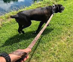 To keep geese off your pond (so they cannot walk out and feed), consider constructing a system of suspended wires over the water to deny them because they are expensive and must be reapplied after rainfall they are very practical for small lawns, such as those bordering a lake or pond, but not. 3 Simple Tricks To Keep Geese Away From Your Pond For Good Pest Pointers Tips For At Home Pest Control
