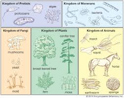 The Whittaker 5 Kingdom Classification Of Life Kingdom Of