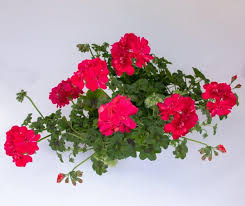 Image result for Pelargonium apetalum