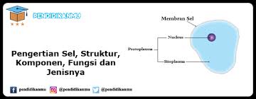 Dan jika anda ingin tahu, nama organel sel ini diambil dari orang. Pengertian Sel Struktur Komponen Fungsi Dan Jenisnya