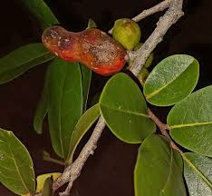 Image result for Hexalobus monopetalus