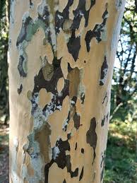 Image result for Ochna arborea