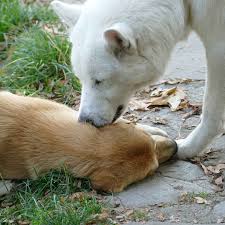 2 Grunde Warum Hunde An Den Ohren Lecken Sciodoo