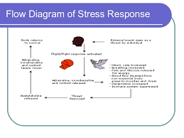 Endocrine Response