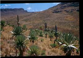 Image result for Hyparrhenia anamesa