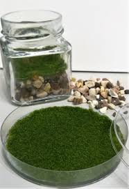 Mossebelle Diy Moss Kit Etsy In 2020 Terrariums Kits Natural Air Freshener Terrarium