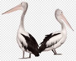 Choose a puzzle cut:page 4 of 10 48 piece classic: Two White And Black Pelicans Pelican Bird Fauna Flight Cygnini Png Pngwing