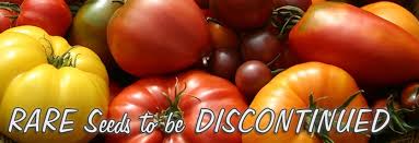 Seeds that a tomato produces can sometimes start sprouting inside ripe tomatoes. Rare Seeds To Be Discontinued