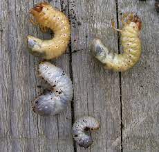 epingle sur jardiner ecolo