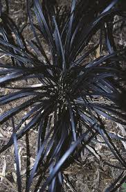 Ophiopogon Planiscapus Kokuryu Mondo Grass Grass For Sale Ornamental Grasses