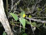 Image result for Pogonospermum divaricatum