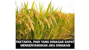 Rumput Yang Boleh Dimakan Meme