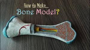 This illustration shows an anterior view of a human skeleton with call outs of five bones. How To Make Bone Model Youtube