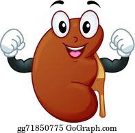 Kidney Clip Art Royalty Free Gograph Download 2,866 cartoon kidney stock illustrations, vectors & clipart for free or amazingly low rates! kidney clip art royalty free gograph