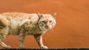 Some interesting facts about cats. 10 Orange Cat Breed Facts That Will Only Deepen Your Appreciation