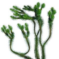 Image result for Lycopodium
