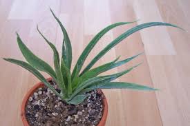 Image result for Sansevieria dooneri