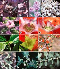 Rhamnaceae An Overview Sciencedirect Topics