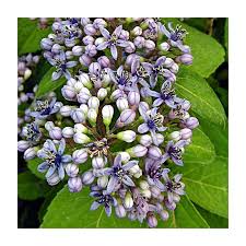 Image result for Hyparrhenia dichroa