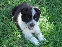 Stumpy Tail Australian Cattle Dog Border Collie X Australian Stumpy Tail Cattle Dog Puppies For Sale In Cattle Dog Puppies Stumpy Tail Cattle Dog Dog Breeder