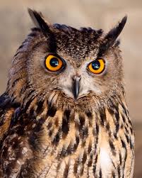 Pin By Sim Dj On Dessins Et Peintures Cours Jeune Owl Pictures Owl Photos Owl